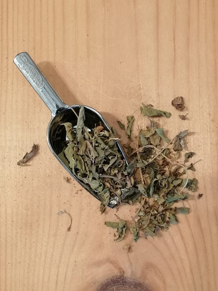 Tulsi - Heilige basilicum - Ocimum tenuiflorum