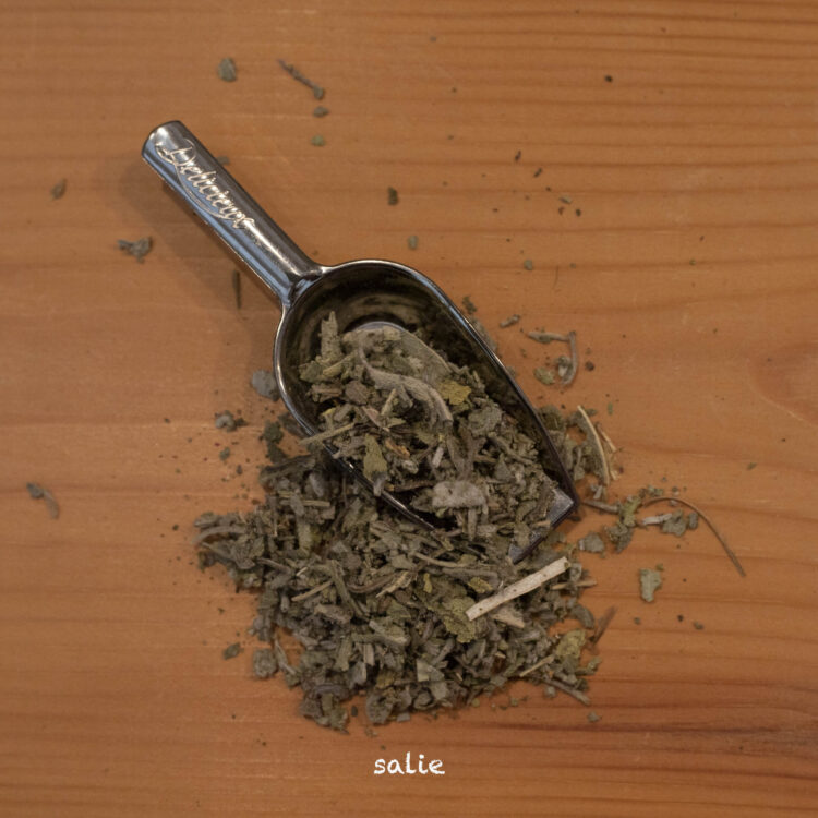 Salie - Salvia officinalis