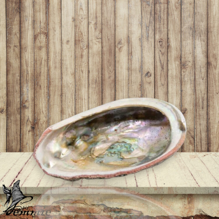 Abalone Schelp – Medium – 70 tot 90 mm